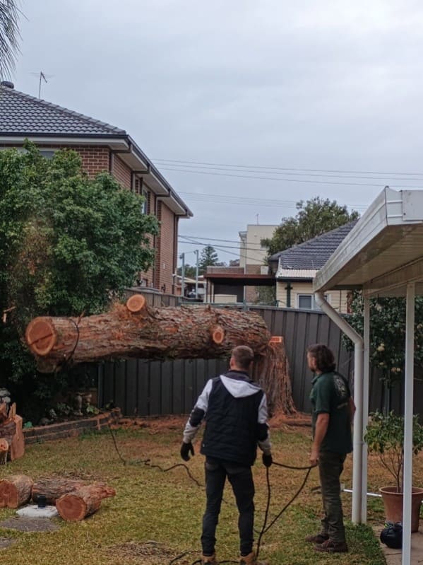 Large eucalyptus tree removal emergency services